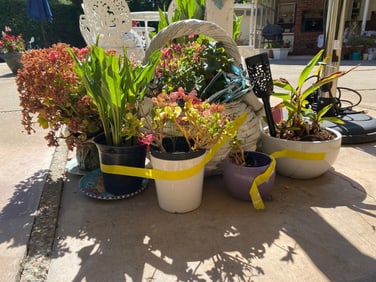 Six Pots & Potted Plants Including Calla Lilies, Succulents