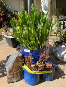 Three Blue Pots And Decorative Rock, Including Plants.