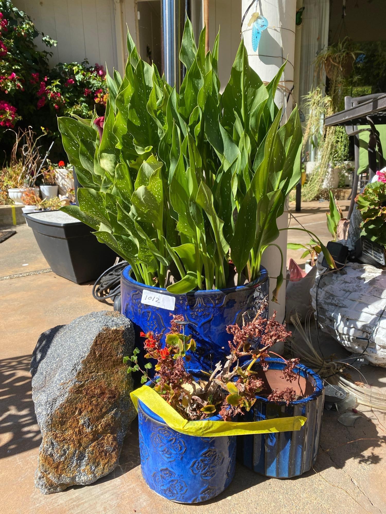 Three Blue Pots And Decorative Rock, Including Plants. (1 of 3)