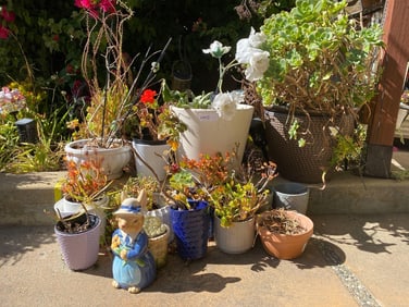 Grouping Of Garden Pots & Potted Plants