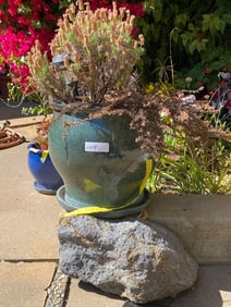 Green Potted Plant With Decorative Stone