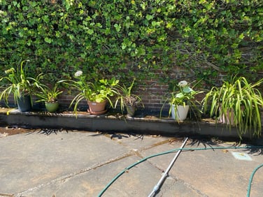 Five pots with orchids and other plants.
