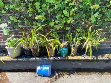Seven Pots With Orchids And Other Plants.