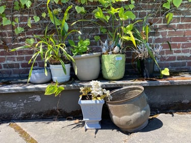 Seven Pots To Include Orchids.
