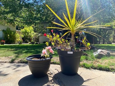 Two plastic pots to include palm