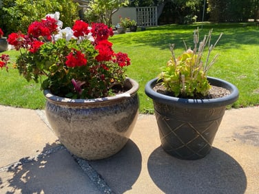 Large Brown Speckled Pot With Red Plant And Plastic Pot With Plant.