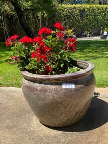 Brown Speckled Ceramic Pot With Geranium Plant