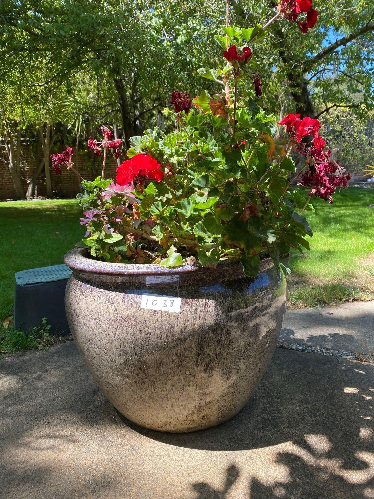 Bluish Brown Speckled Pot With Geranium Plant: Bluish brown speckled pot with geranium plant. No shipping available for this lot. Local pickup only.