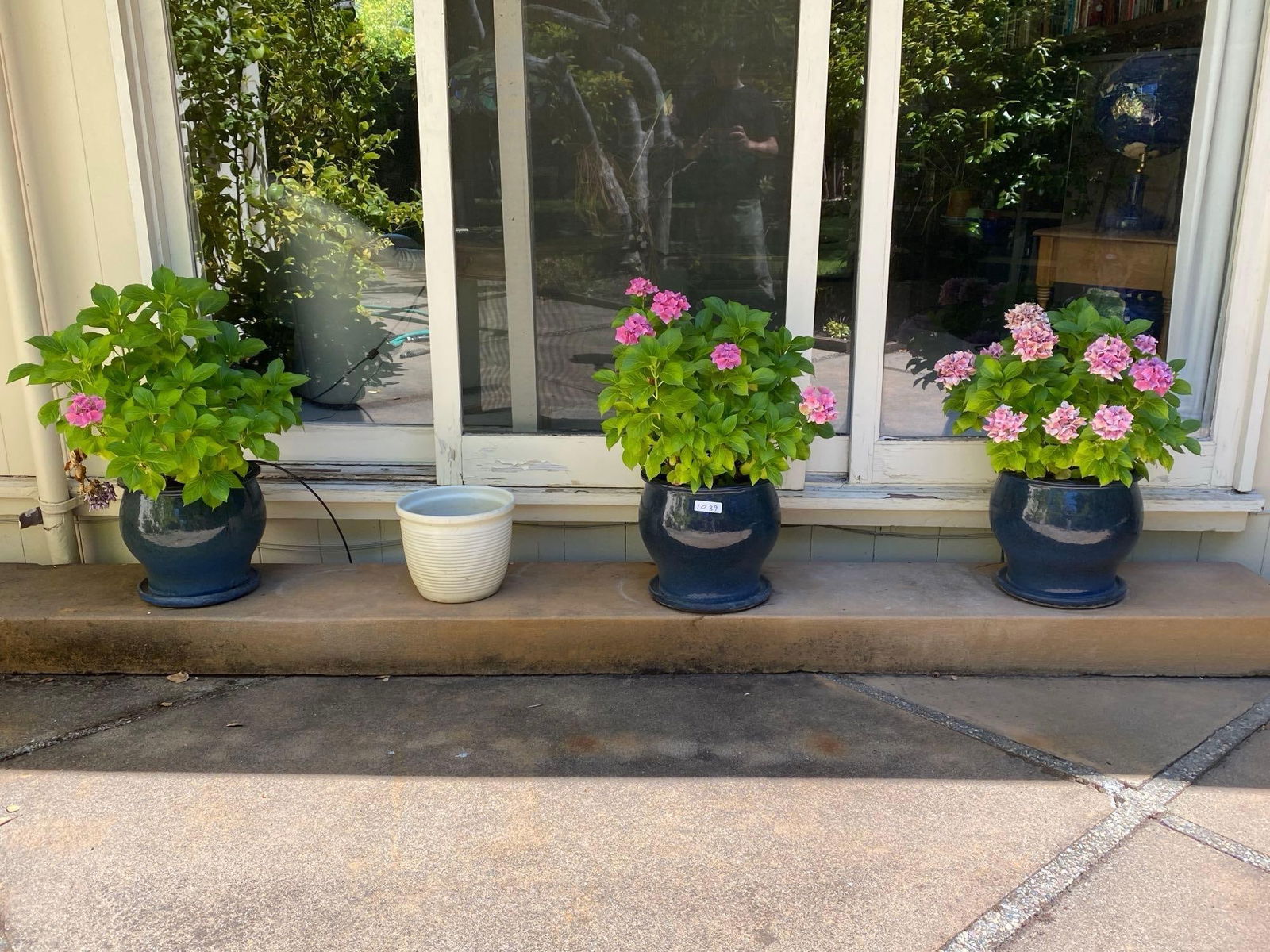 Three Hydrangeas In Cobalt Blue Pots (1 of 5)