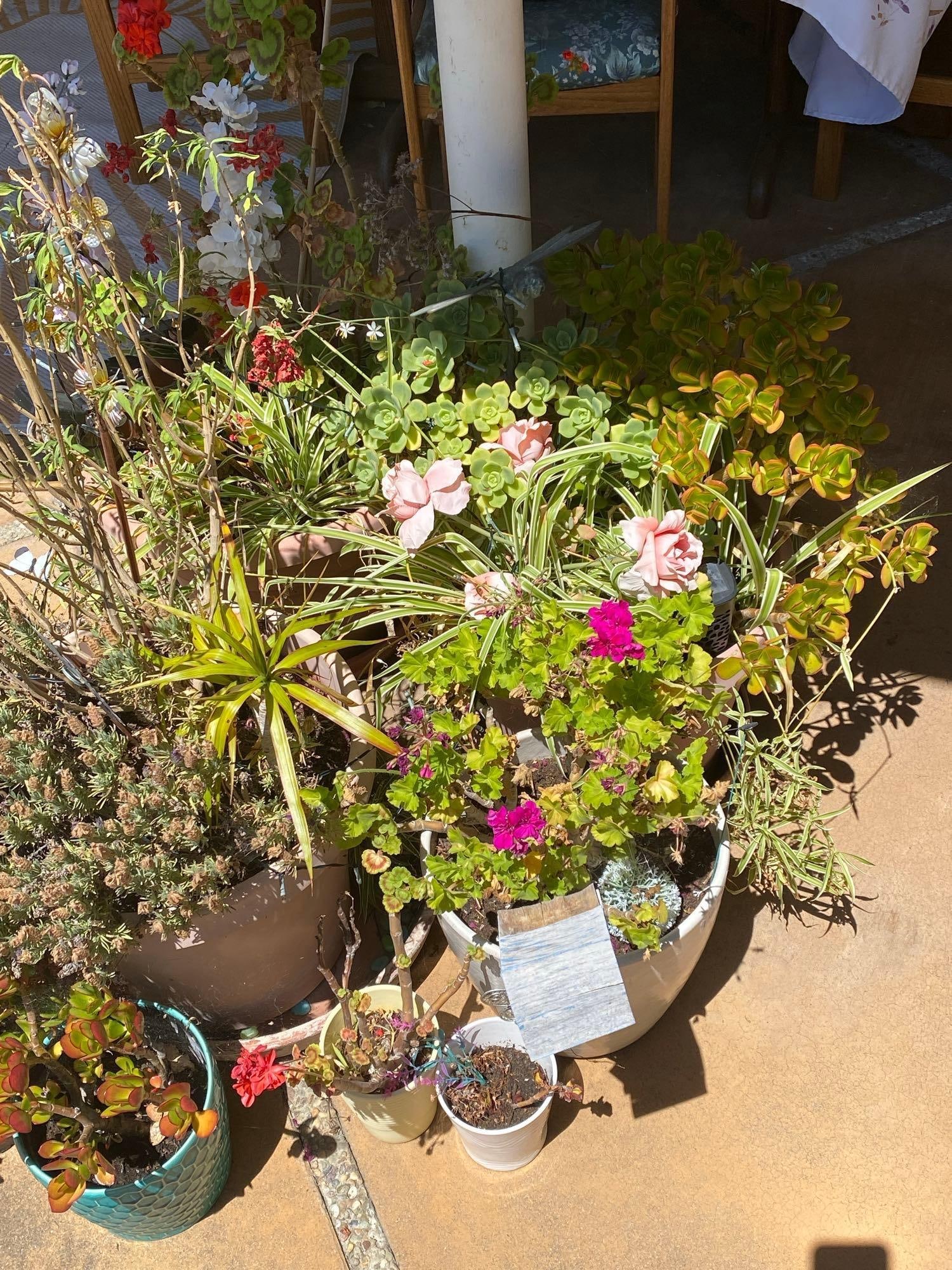 Ten Garden Pots & Plants, Including Geraniums: Ten garden pots & plants, including geraniums. No shipping available for this lot. Local pickup only.