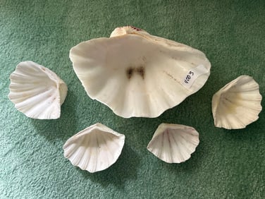 Five Giant Clam Shells