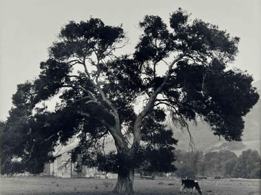 Richard Blair (American, b. 1948), Cow Pasture, Lucas Valley Road, 1987