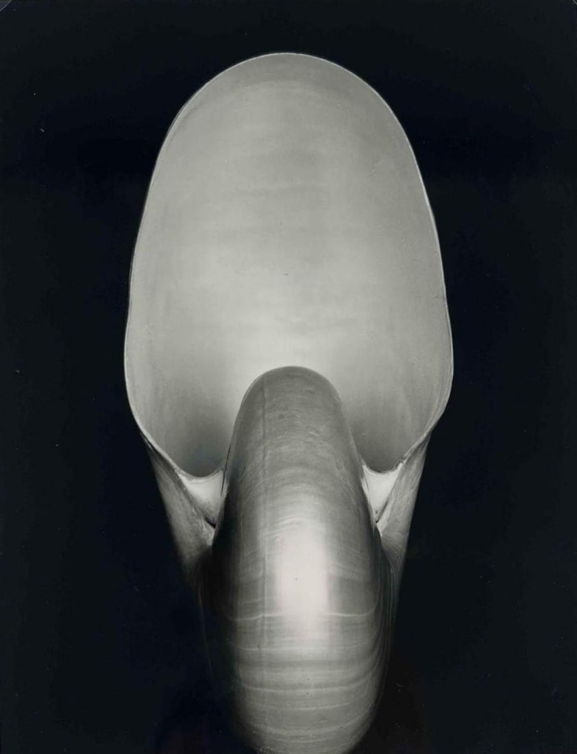 Edward Weston (American , 1886-1958), Nautilus, 1927, Photograph (1 of 10)