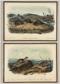After JW Audubon, W.E. Hitchcock, Meadow Mice, Two Hand Colored Lithographs, 19th C.
