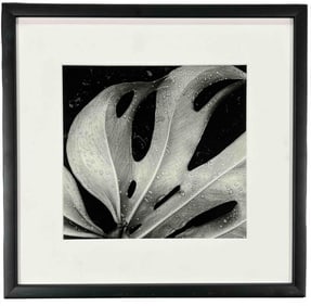 Brett Weston (American, 1911-1993), Sculpted Leaf, Hawaii, 1979, Photogravure