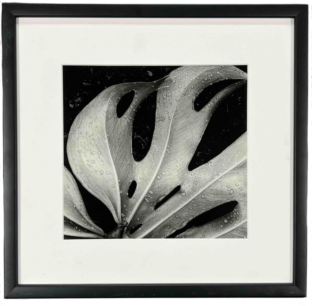 After Brett Weston (American, 1911-1993), Sculpted Leaf, Hawaii, 1979, Photogravure: After Brett Weston (American, 1911-1993), Sculpted Leaf, Hawaii, 1979, Photogravure. Published Aperture Foundation. Lot Update: This work is an authorized sheet-fed photogravure printed by Aperture Fo
