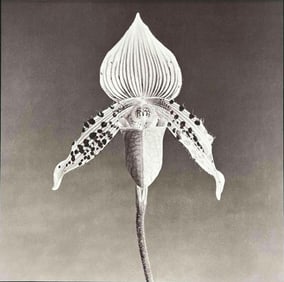 After Robert Mapplethorpe (American, 1946-1989), Orchid, Duotone Photo Engraving
