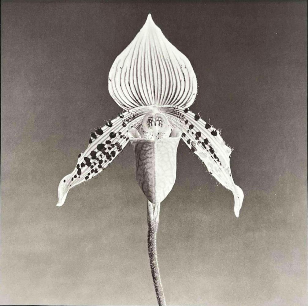 After Robert Mapplethorpe (American, 1946-1989), Orchid, Duotone Photo Engraving: After Robert Mapplethorpe (American, 1946-1989), Orchid, Duotone Photo Engraving. CLARIFICATION: This work is an authorized duotone photo engraving reproduction printed by Random House USA in 1994 aft