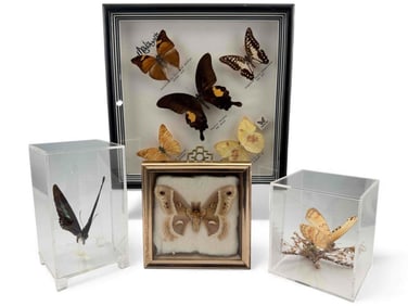 Collection Of Framed Butterfly Specimens