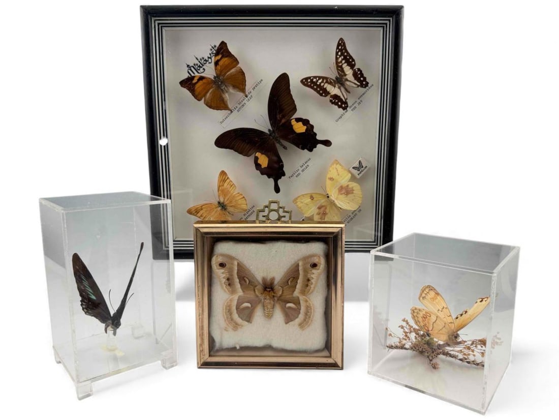 Collection Of Framed Butterfly Specimens (1 of 20)