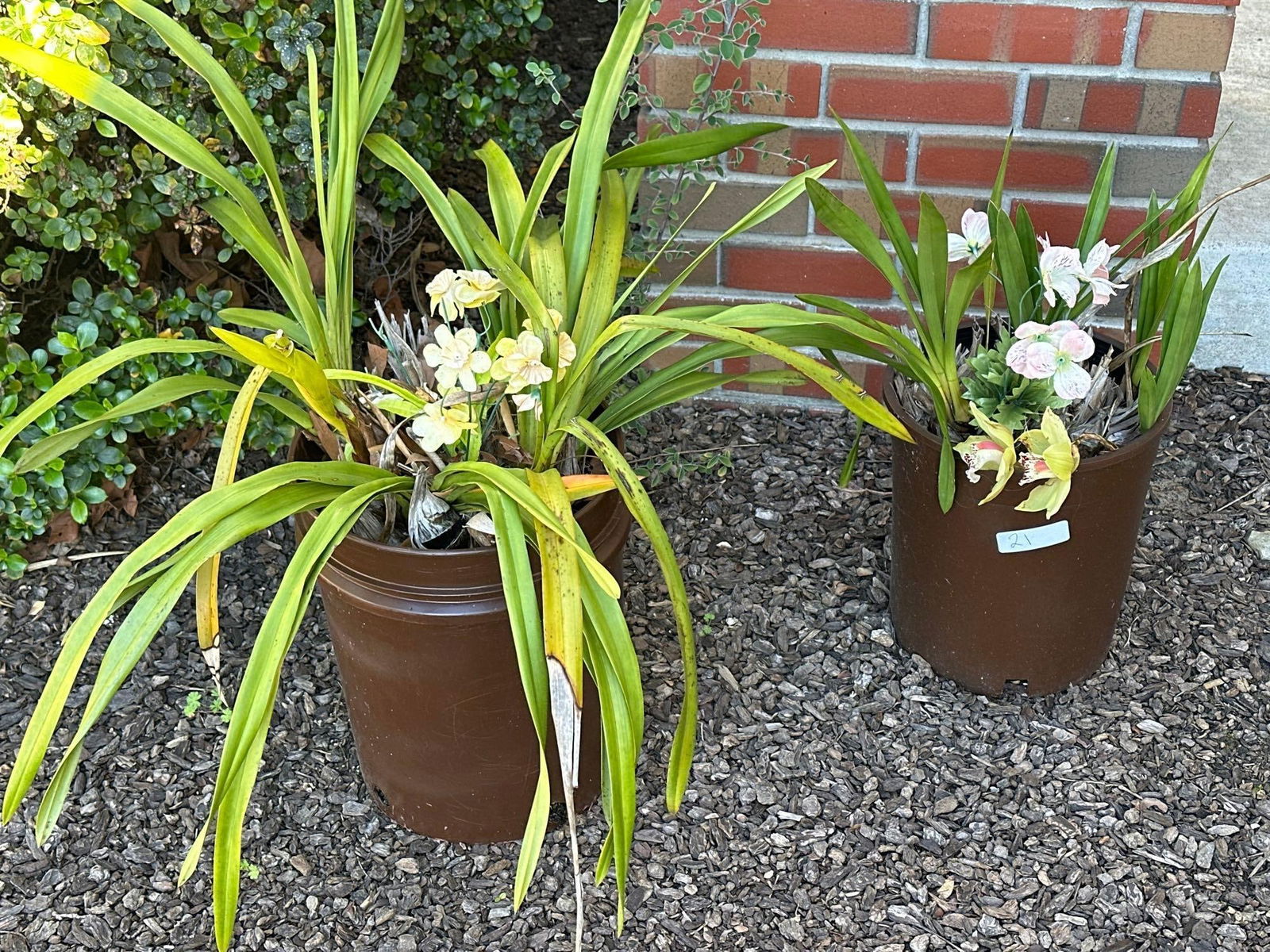 Two Potted Orchid Plants (1 of 3)