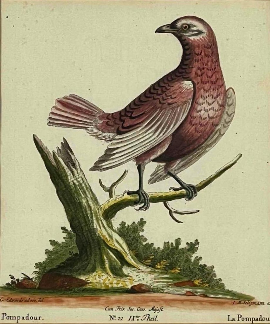 18th C. Hand-Colored Bird Engraving, Johann Michael Seligmann After George Edwards, "La Pompadour": 18th Century Hand-Colored Bird Engraving, Johann Michael Seligmann after George Edwards, "La Pompadour." Marked "G. Edwards ad viv. del/ I.M. Seligmann exec./ Cum Priv. Sac. Caes. Majest. No. 31 IXttr