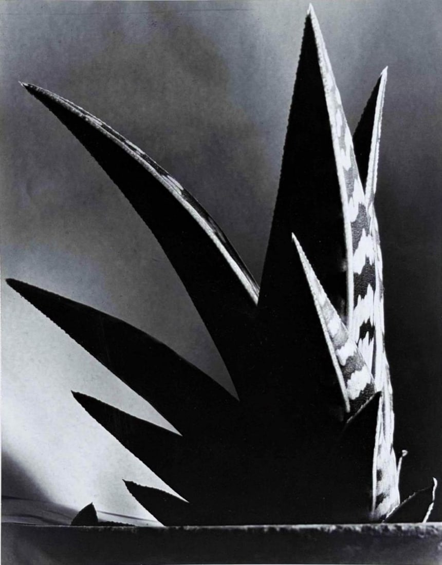 Imogen Cunningham Trust, Aloe, Gelatin Silver Print (1 of 12)