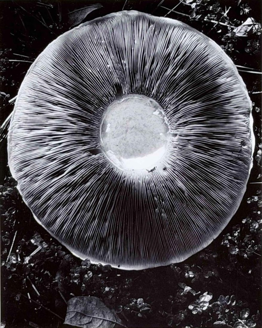 Morley Baer (American, 1916-1995), Mushroom, Berkeley, Gelatin Silver Print: Morley Baer (American, 1916-1995), Mushroom, Berkeley, Gelatin Silver Print. Pencil signed on mount. Verso bears Morley Baer studio stamp with handwritten number 83346-2, title/date inscription "Mushr