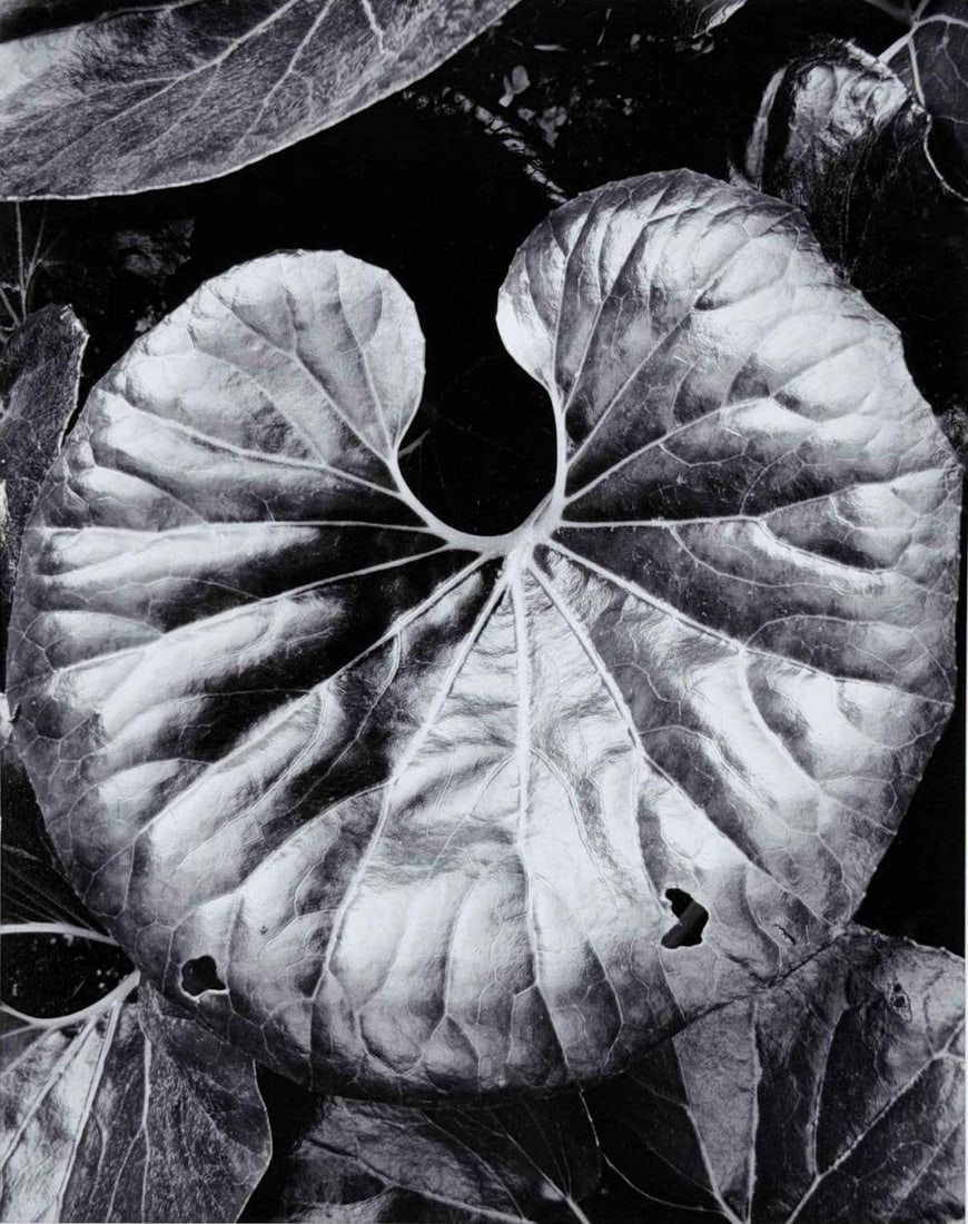Morley Baer (American, 1916-1995), Untitled (Leaf), Gelatin Silver Print (1 of 14)