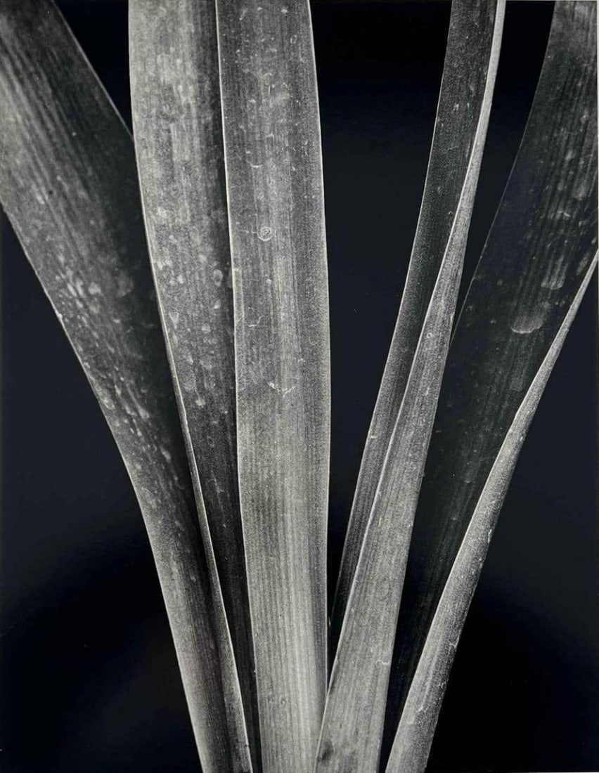 Brett Weston (1911-1993), Lily Stalks, Gelatin Silver Print From Abstractions Portfolio (1 of 9)
