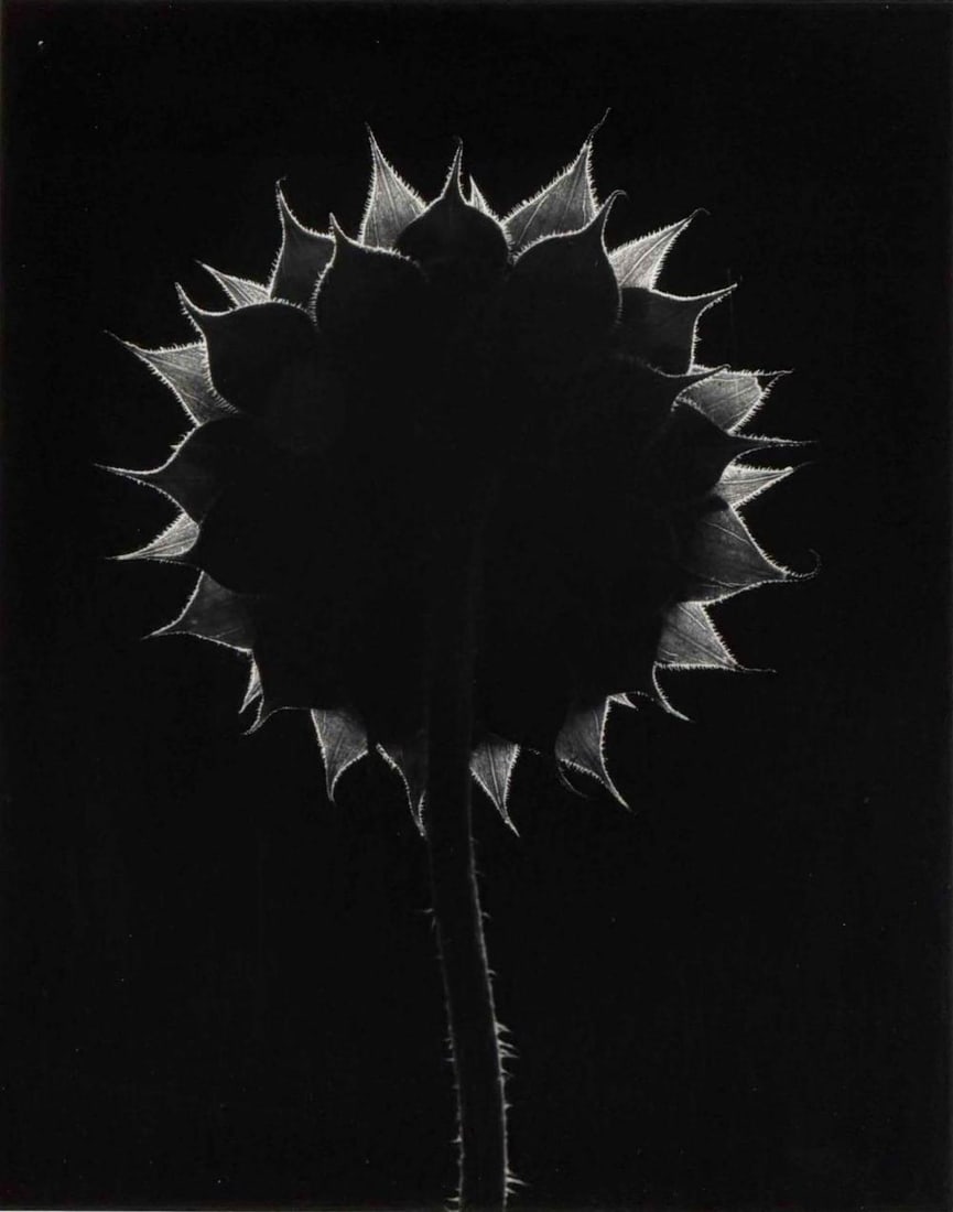 Paul Caponigro (American, 1932-2024), Sunflower, Winthrop, Massachusetts, Gelatin Silver Print (1 of 13)