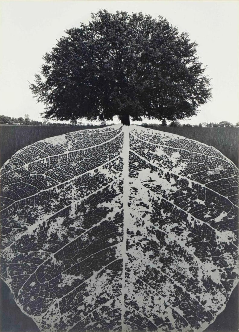 Jerry Uelsmann (American, 1934-2022), Tree, Underground Leaf, Gelatin Silver Print: Jerry Uelsmann (American, 1934-2022), Tree, Underground Leaf, Gelatin Silver Print. Pencil signed and dated 1964 on mount. Inscription on verso: "Dec. 1966 To Helen & Brent- Humanists of the first mag