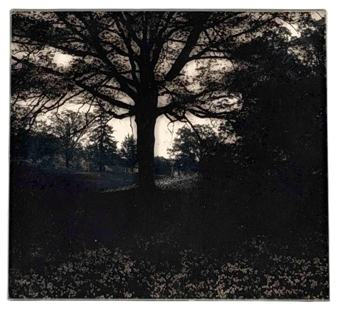 Douglas Prince (American, b. 1943), Untitled Tree, Photo-Sculpture (1 of 5)