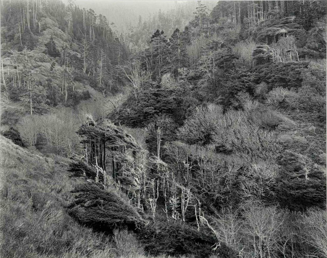 Joel Leivick (American, b. 1951), Stunted Redwoods, Gelatin Silver Print (1 of 13)