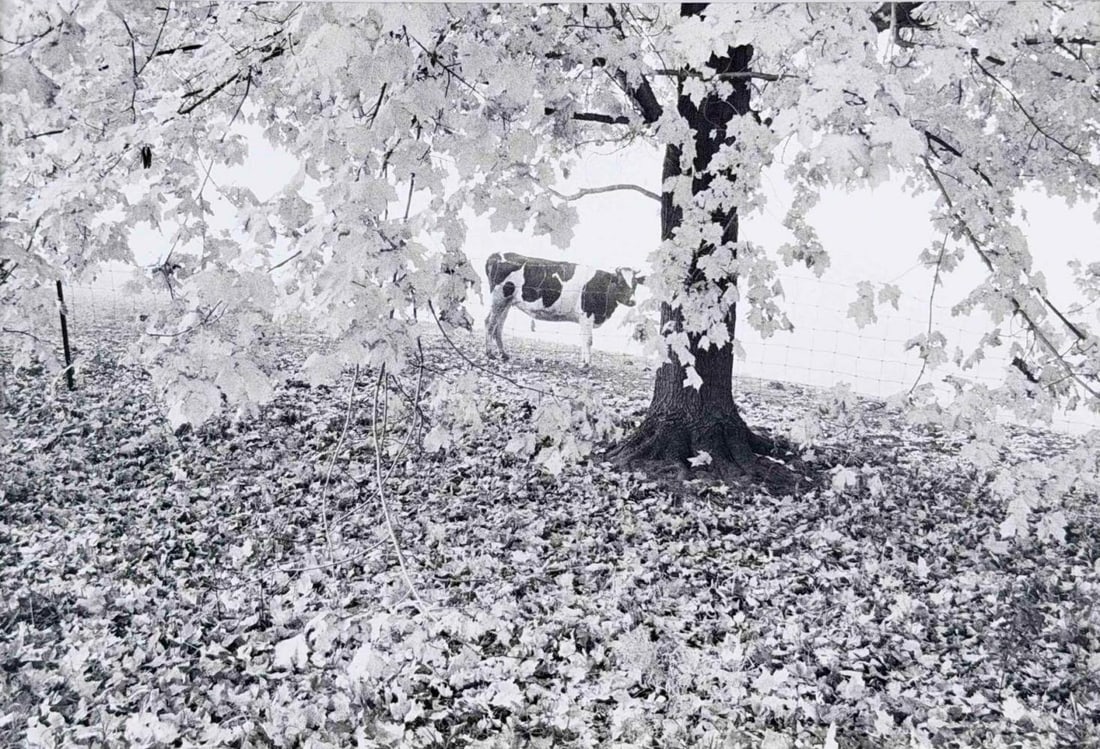 Elaine Mayes (American, b. 1938), Cow In Hadley, Fall (1 of 7)