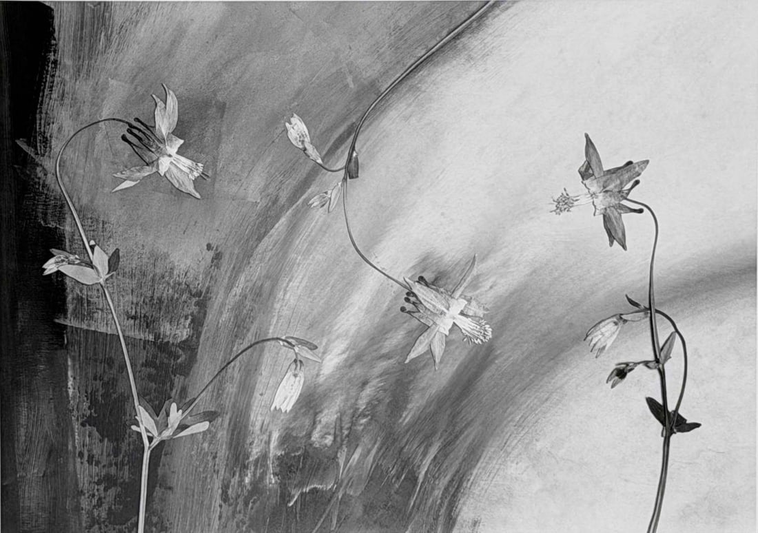 Huntington Witherill (American, b. 1949), Sitka Columbine, 1992, Gelatin Silver Print (1 of 11)