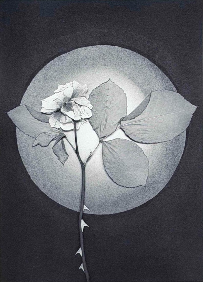 Huntington Witherill (American, b. 1949), Rose, Gelatin Silver Print (1 of 11)