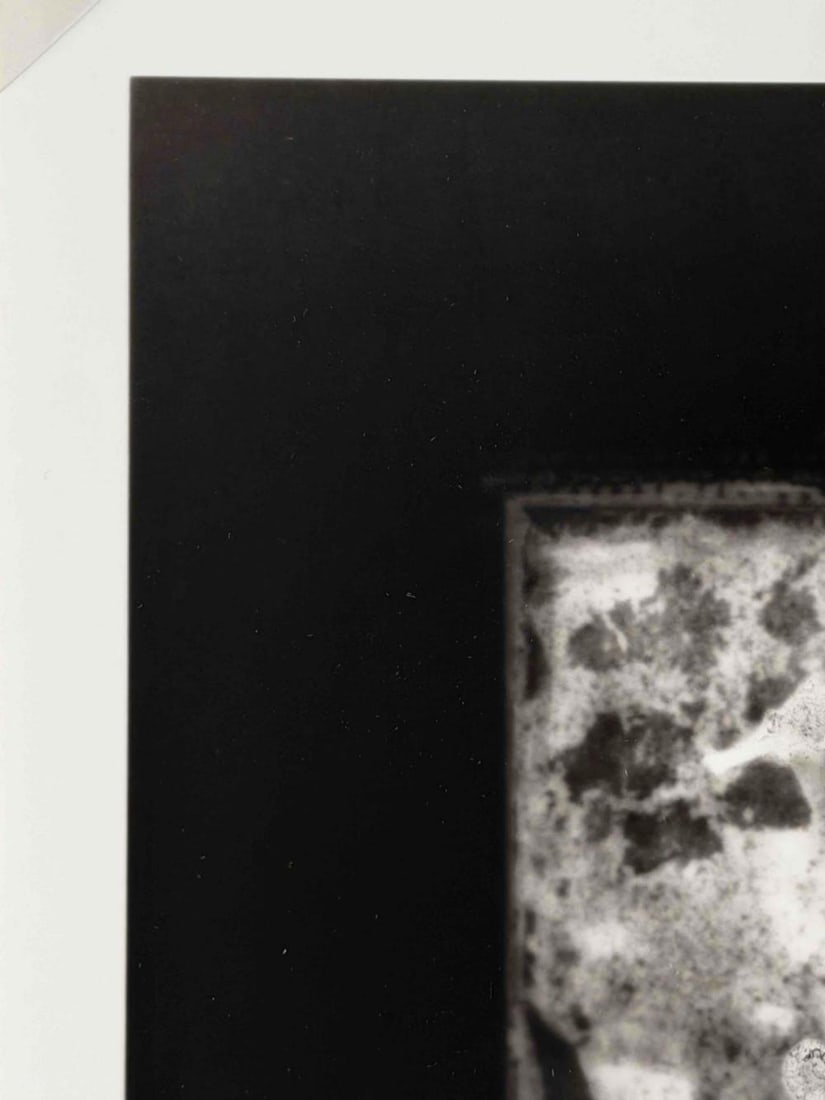 Akira Kitajima (Japanese, 20th/21st C.), Untitled (Seahorse), 1991, Toned Gelatin Silver Print - 5