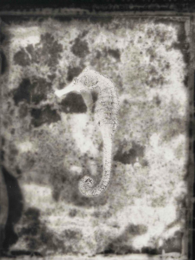 Akira Kitajima (Japanese, 20th/21st C.), Untitled (Seahorse), 1991, Toned Gelatin Silver Print - 9