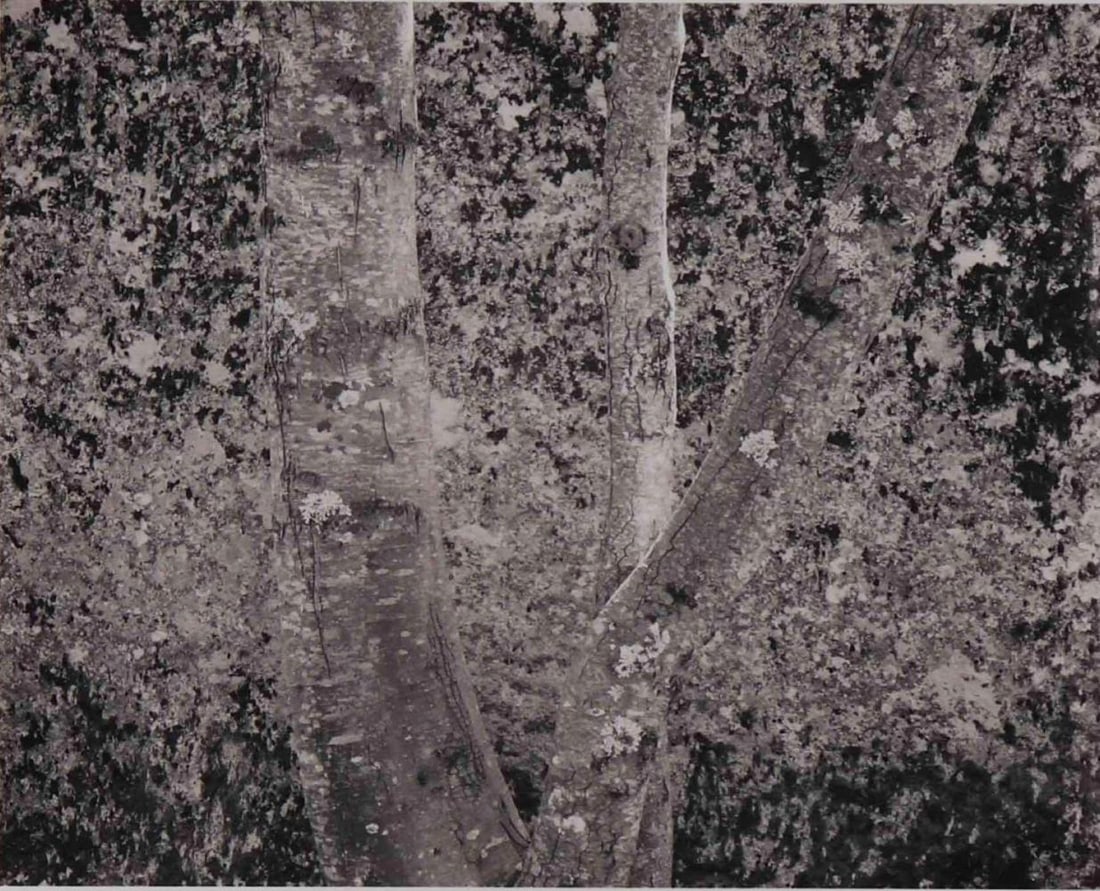 Mark Citret (American, b. 1949), Tree Against Granite, Toned Gelatin Silver Print On Vellum (1 of 9)