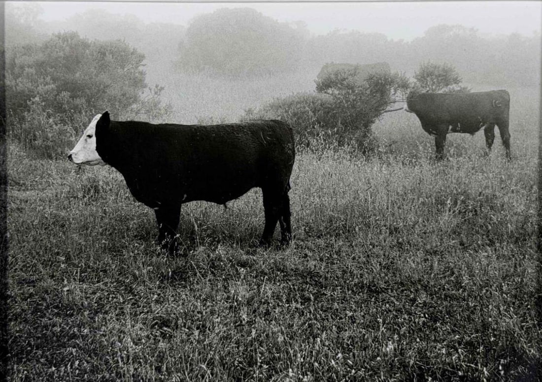 Gypsy Ray (1949-2020), Cows Up Hwy #1, California, Gelatin Silver Print: Gypsy Ray (1949-2020), Cows Up Hwy #1, California, Gelatin Silver Print. Signed and titled on mat. Undated. Gypsy Ray was an American-born photographer and visual artist who later lived and worked in 