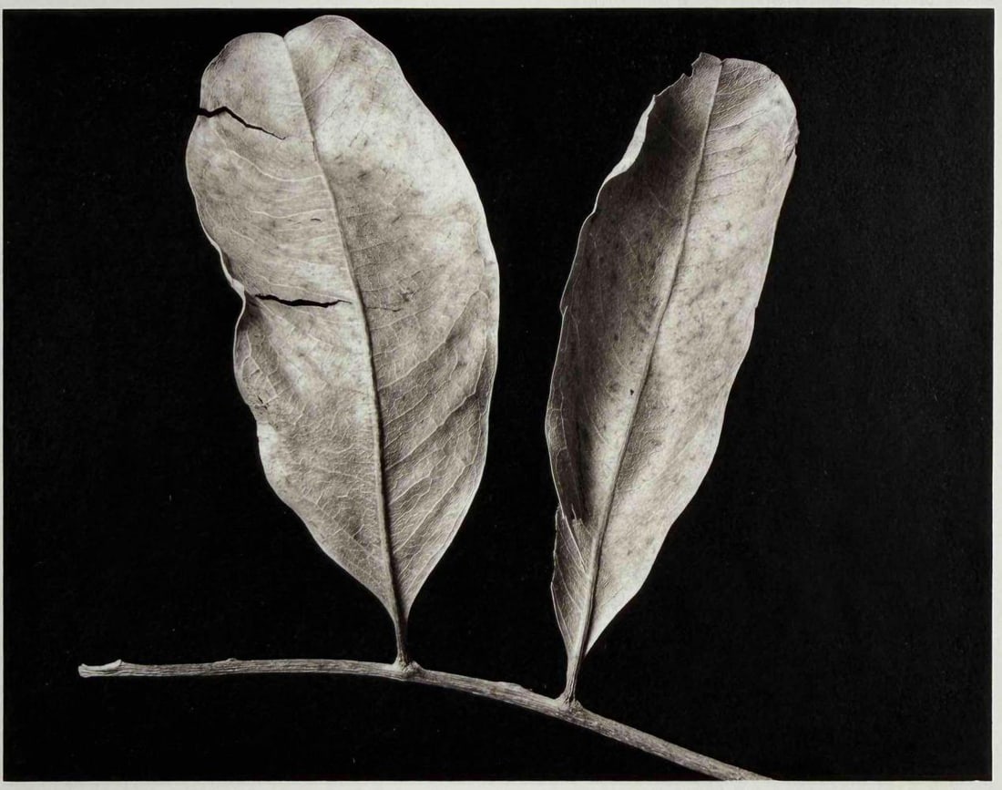 Ryuijie (Japanese American b. 1950), Two Leaves, Santa Barbara, 1995, Platinum/Palladium Print: Ryuijie (Japanese American b. 1950), Two Leaves, Santa Barbara, 1995, Platinum/Palladium Print. Signed, titled, dated, and numbered '#6' in margin. Ryuijie has exhibited widely over a career spanning 