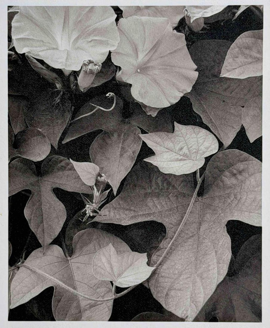 Ryuijie (Japanese American b. 1950), Leaves, Santa Barbara, 1996, Platinum/Palladium Print: Ryuijie (Japanese American b. 1950), Leaves, Santa Barbara, 1997, Platinum/Palladium Print. Signed,titled, dated, and editioned 6/40 in margin. Ryuijie has exhibited widely over a career spanning more