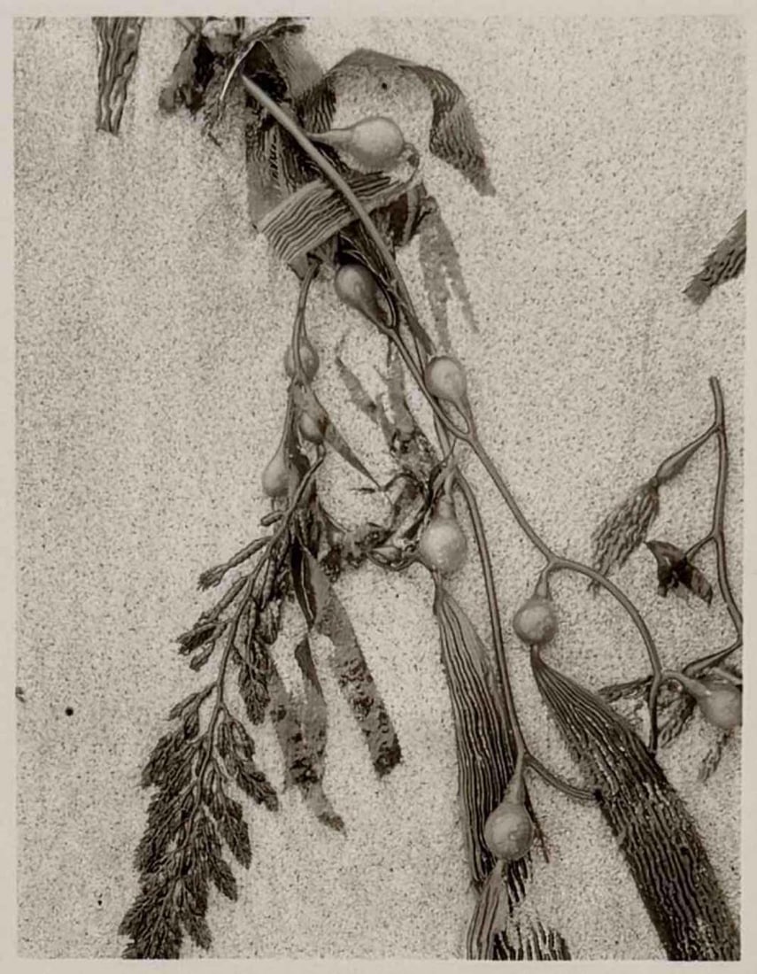 Ryuijie (Japanese American b. 1950), Kelp, 1994, Platinum/Palladium Print: Ryuijie (Japanese American b. 1950), Kelp, 1994, Platinum/Palladium Print. Signed, titled, dated, and numbered '#3' in margin. Ryuijie has exhibited widely over a career spanning more than four decade