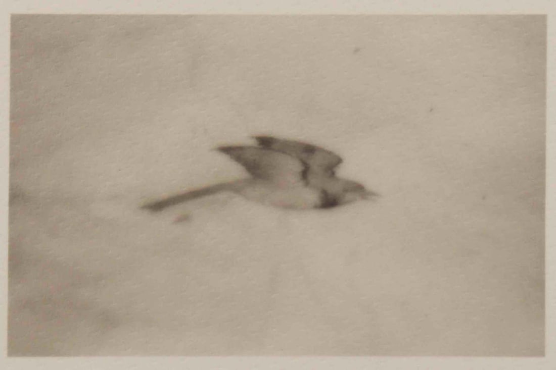Camille Solyagua (American. b. 1959), Flying Bird Study 9, Rome, 1995, Toned Gelatin Silver Print: Camille Solyagua (American. b. 1959), Flying Bird Study 9, Rome, Italy, 1995, Toned Gelatin Silver Print. Pencil signed and dated in margin. Titled, dated, and editioned '1/45' with artist's stamp on 