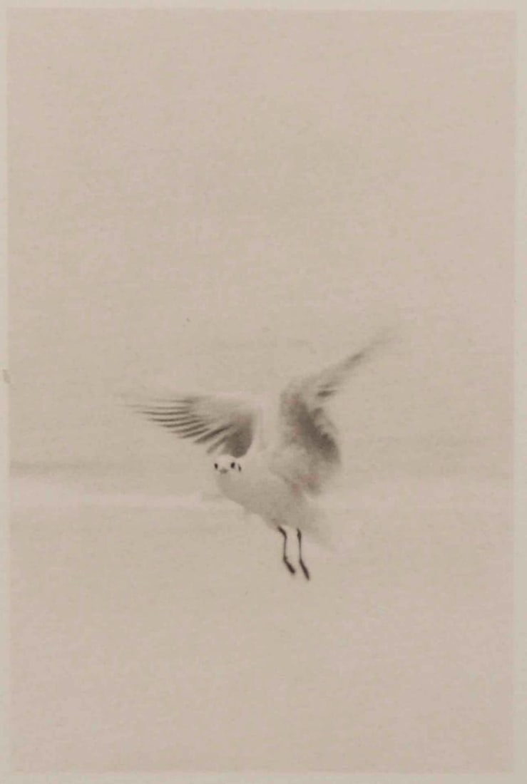 Two Camille Solyagua (American. b. 1959), Flying Bird Study #4, 1993, Toned Gelatin Silver Print: Camille Solyagua (American. b. 1959), Flying Bird Study #4, St. Malo, Brittany, France, Gelatin Silver Print. Negative date 1993, printed 1995. Pencil signed and dated in margin. Titled and dated with