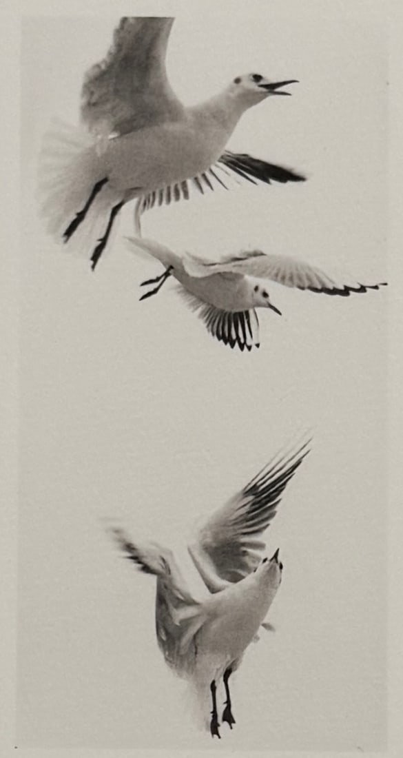 Camille Solyagua (American. b. 1959), Flying Bird Study 5, 1993, Toned Gelatin Silver Print: Camille Solyagua (American. b. 1959), Flying Bird Study 5, St. Malo, Brittany, France, 1993, Toned Gelatin Silver Print, Printed 1995. Pencil signed and dated in margin. Titled, dated, and editioned '
