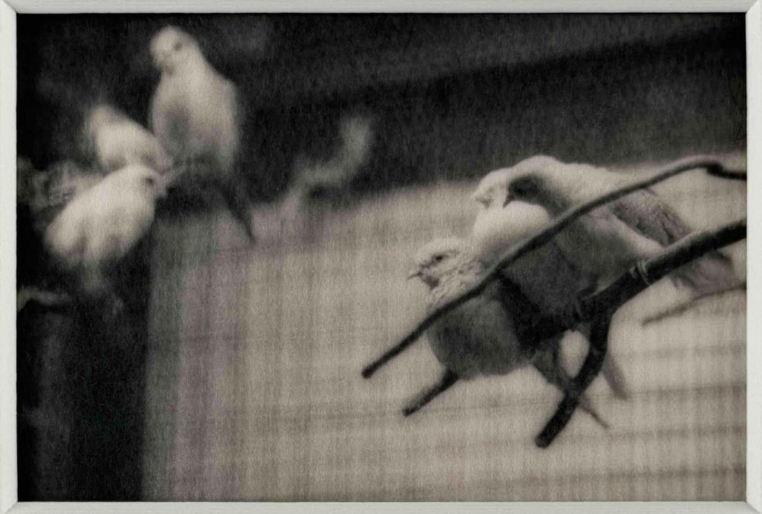 Camille Solyagua (American. b. 1959), Caged Birds Study 2, 1995, Toned Gelatin Silver Print: Camille Solyagua (American. b. 1959), Caged Birds Study 2, 1995, Toned Gelatin Silver Print. Pencil signed and dated in margin. Titled, dated, and editioned '2/45' with artist's stamp on verso. Accomp