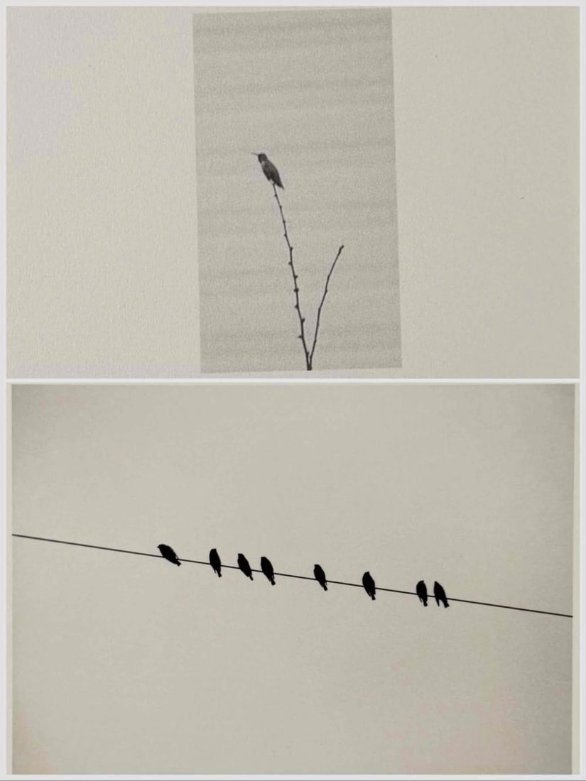 Camille Solyagua (American. b. 1959), Two Studies Of Birds, Toned Gelatin Silver Prints: Camille Solyagua (American. b. 1959), Two Studies Of Birds, Toned Gelatin Silver Prints. Includes: Birds on Wire, Study 6, Isle of Skye, Scotland. Pencil signed, titled, and dated 1991 on verso. Unmou