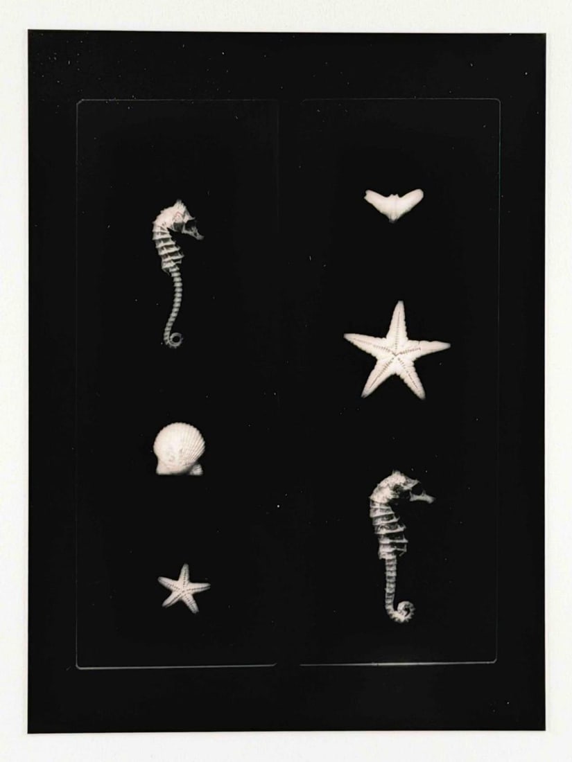 Camille Solyagua (American. b. 1959), Slide Study #3, Toned Gelatin Silver Print (1 of 11)
